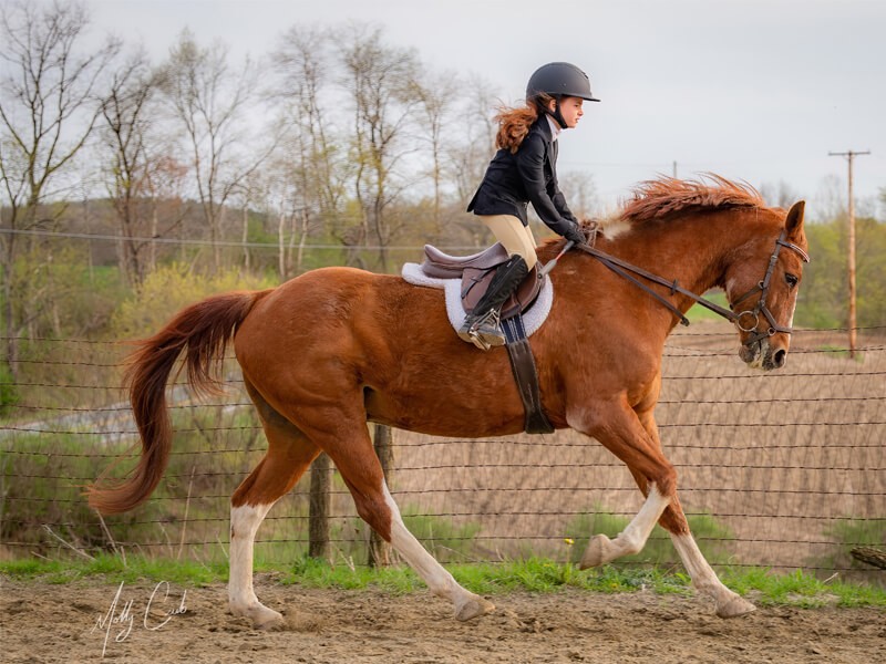 Young rider on a chestnut horse